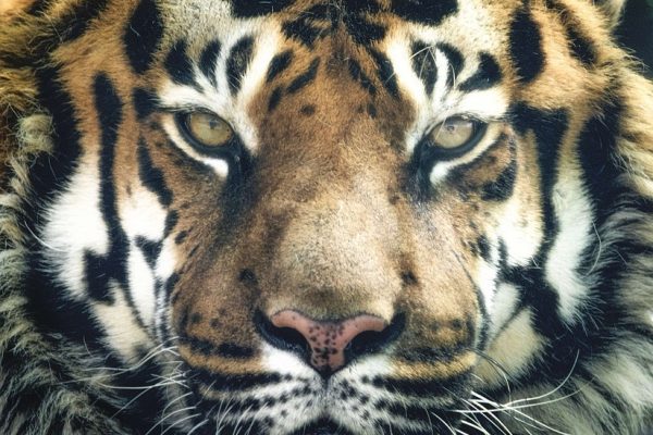 tiger-2850130_960_720